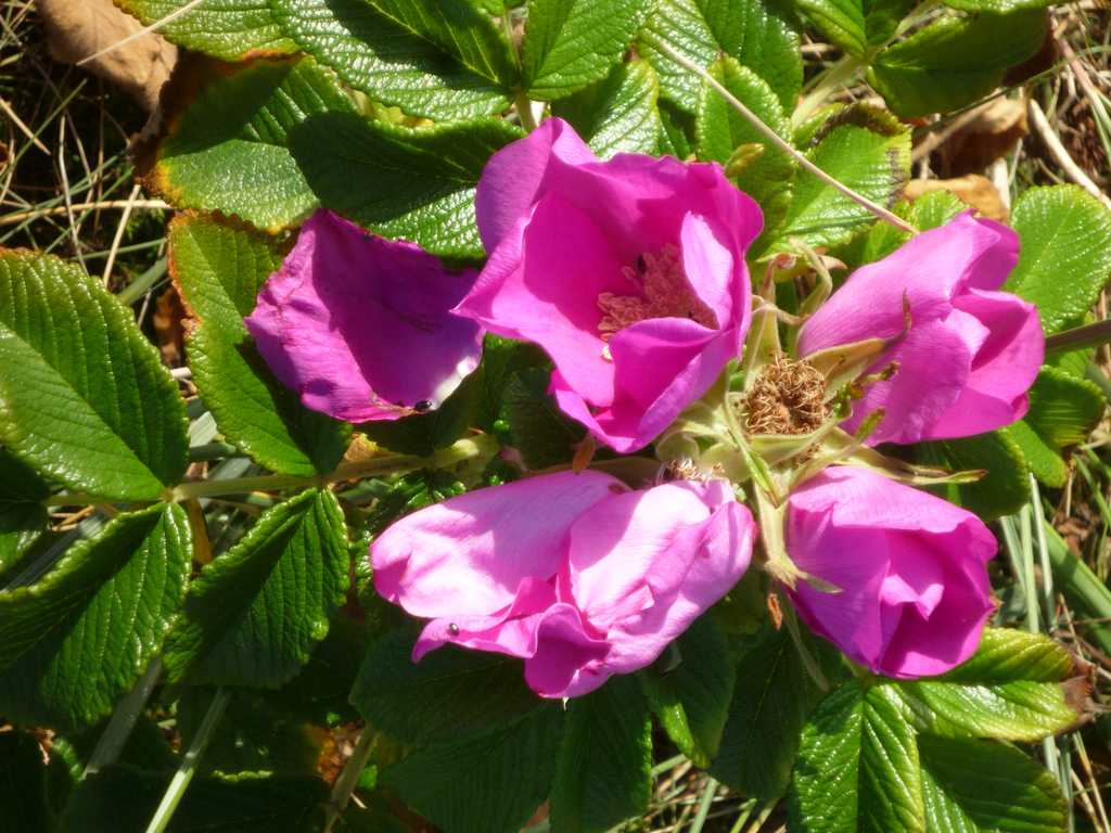 Wildrose in Dänemark