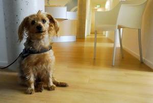 Kleiner süßer Hund sitzend